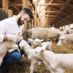 Veterinarian taking care of lambs at sheep farm.